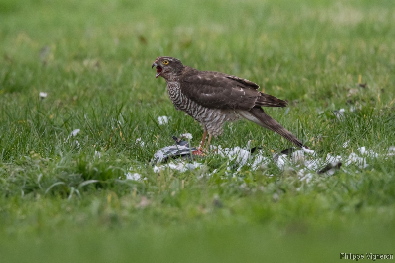 Photo Oiseaux Épervier d'Europe (Accipiter nisus) femelle