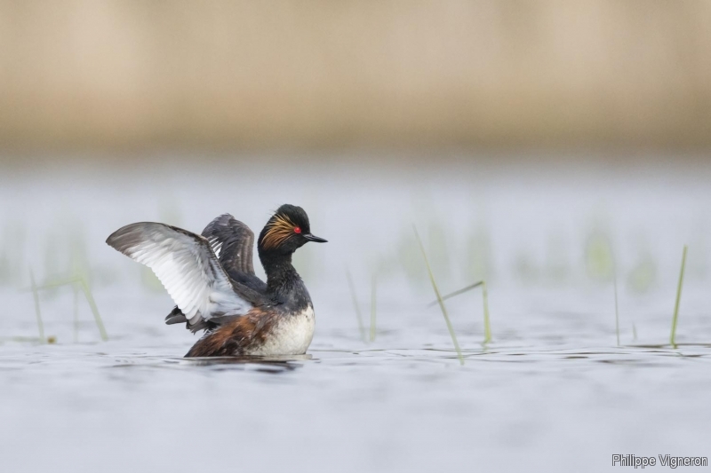 Photo Oiseaux Grèce à cou noir (Podiceps nigricollis)