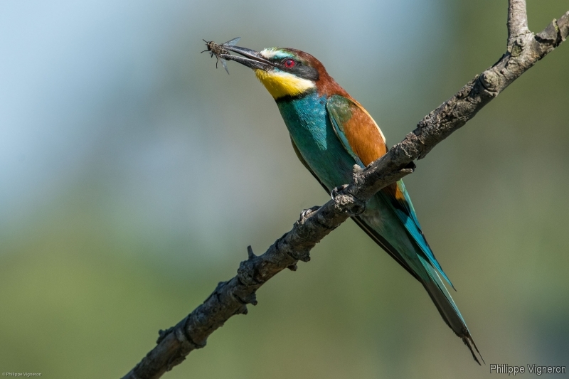 Photo Oiseaux