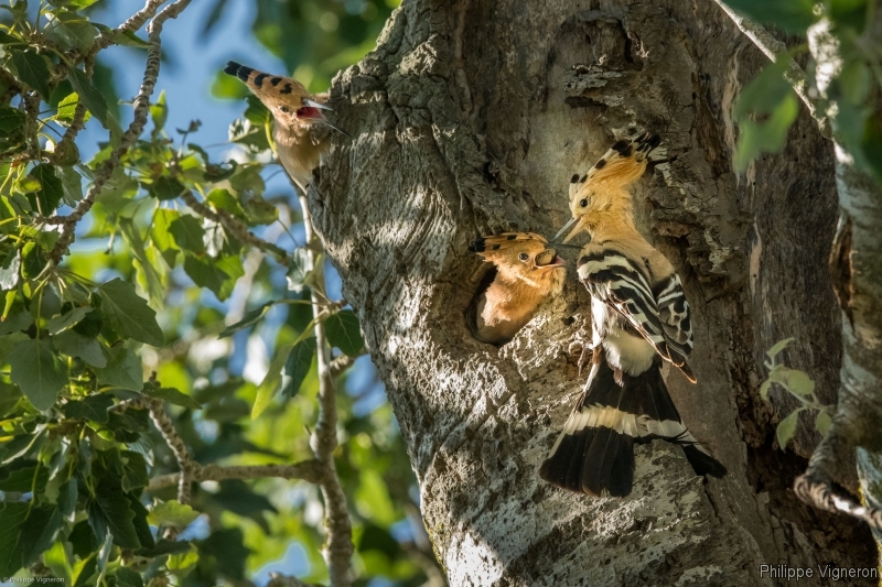 Photo Oiseaux Huppe fasciée (Upupa epops)