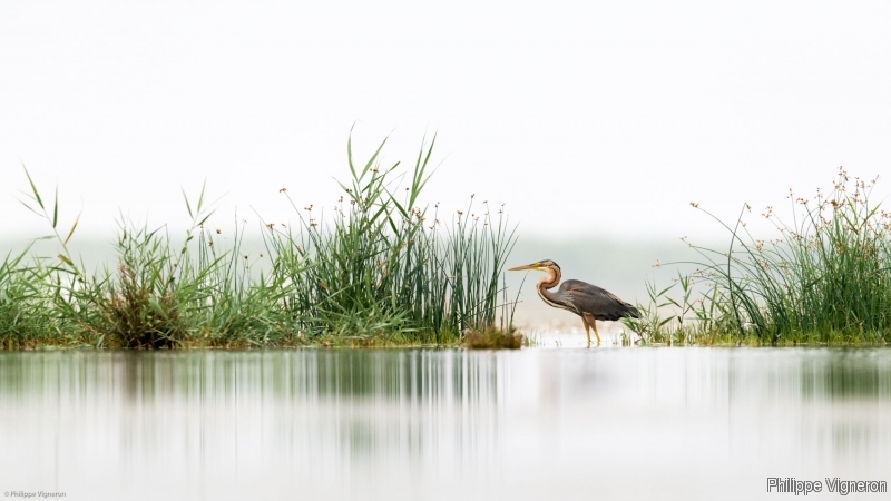Photo Oiseaux Héron pourpré (Ardea purpurea)