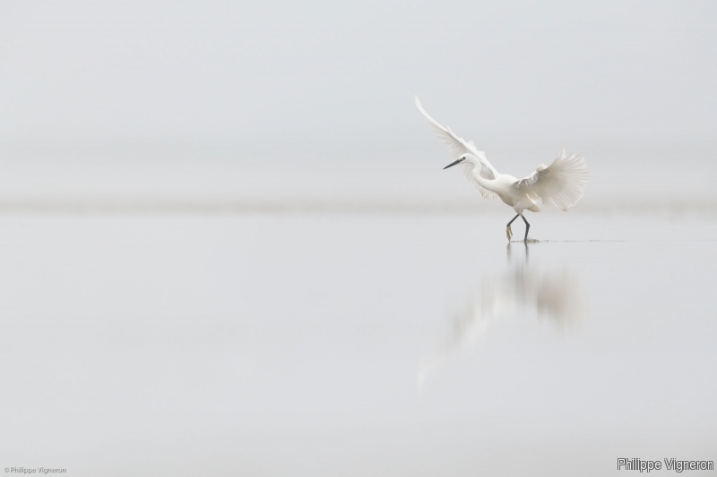 Photo Oiseaux Aigrette garzette (Egretta garzetta)