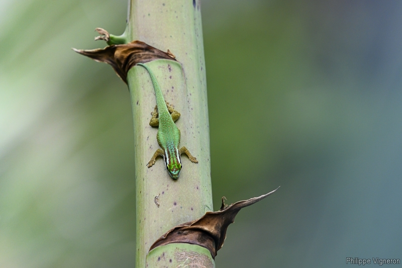 Photo Reptiles