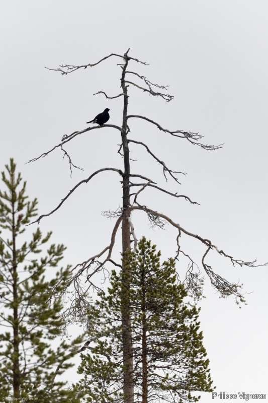 Photo Oiseaux Tétras Lyre (Tetrao ternis)