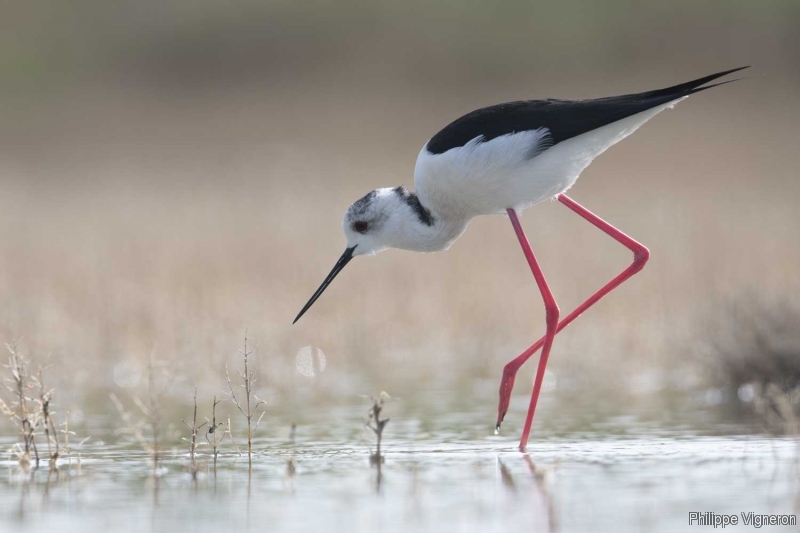 Photo Oiseaux Echasse Blanche (Himantopus himantopus)