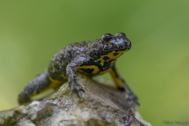Photo Amphibiens