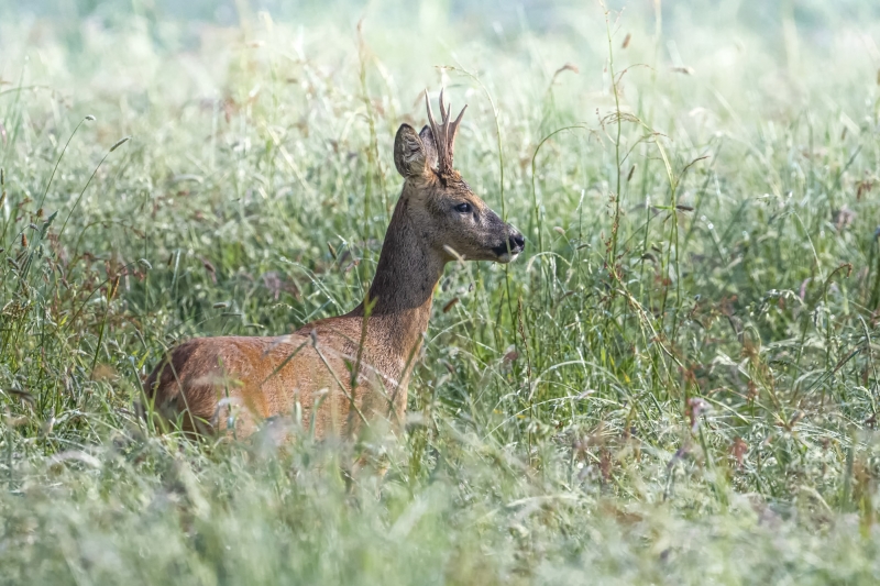 Photo Mammifères Chevreuil (Capreolus capreolus)