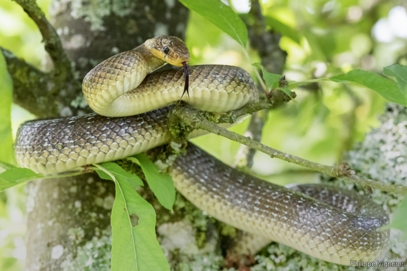 Photo Reptiles