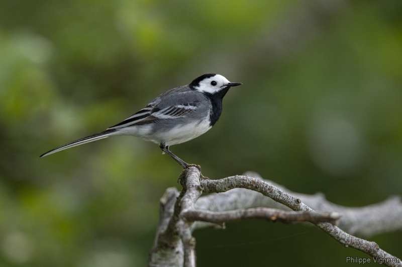 Photo Oiseaux Bergeronnette grise (Motacilla alba)