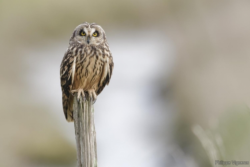 Photo Oiseaux Hibou des marais (Asio fammeus)