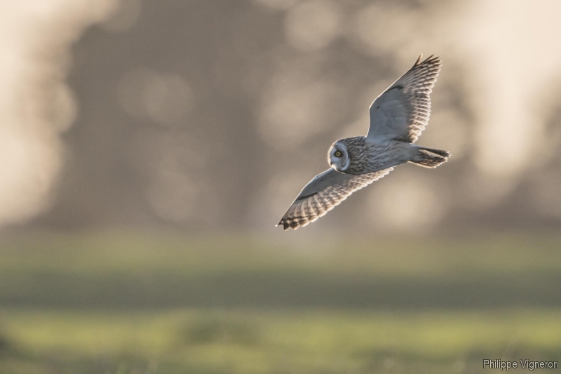 Photo Oiseaux Hibou des marais (Asio fammeus)