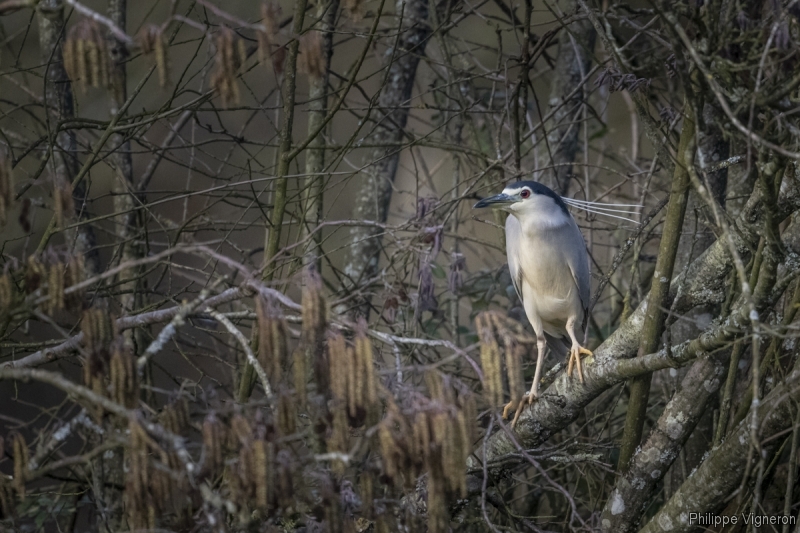 Photo Oiseaux Héron bihoreau gris (Nycticorax nycticorax)
