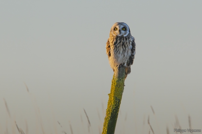 Photo Oiseaux Hibou des marais (Asio fammeus)
