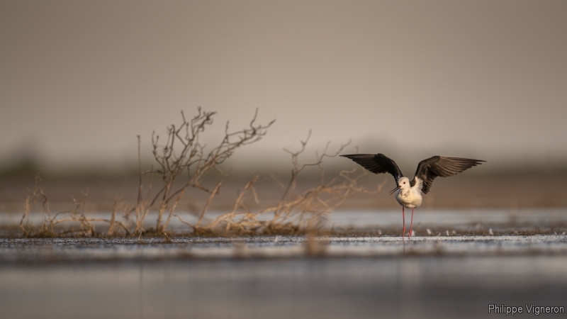 Photo Oiseaux Echasse Blanche (Himantopus himantopus)