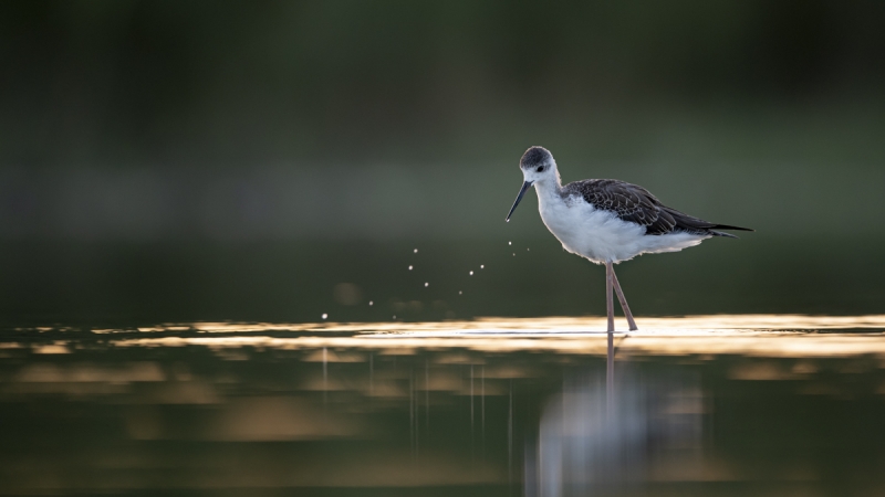 Photo Oiseaux Echasse Blanche (Himantopus himantopus)
