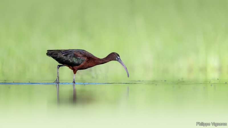 Photo Oiseaux Ibis falcinelle (Plegadis falcinellus)