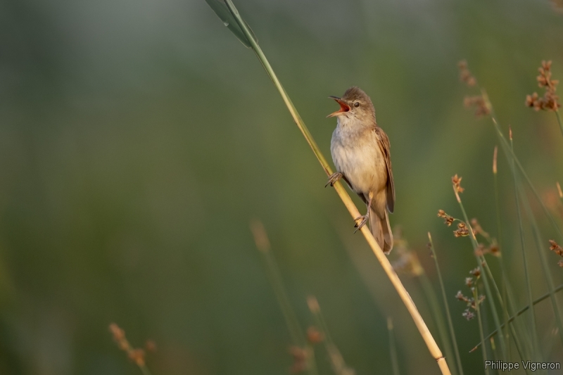 Photo Oiseaux Rousserolle turdoïde (Acrocephalus arundinaceus)