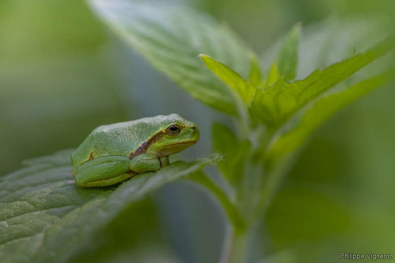 200717_162413.jpg Rainette verte (Hyla arborea)