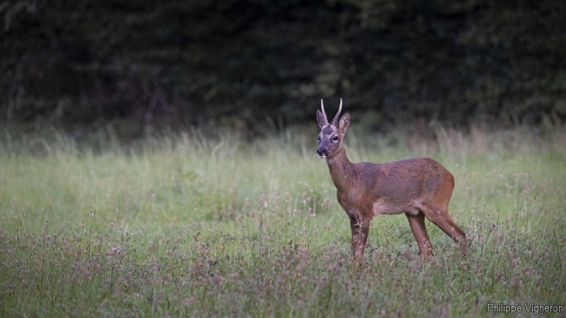 Photo Mammifères Chevreuil (Capreolus capreolus) Brocard