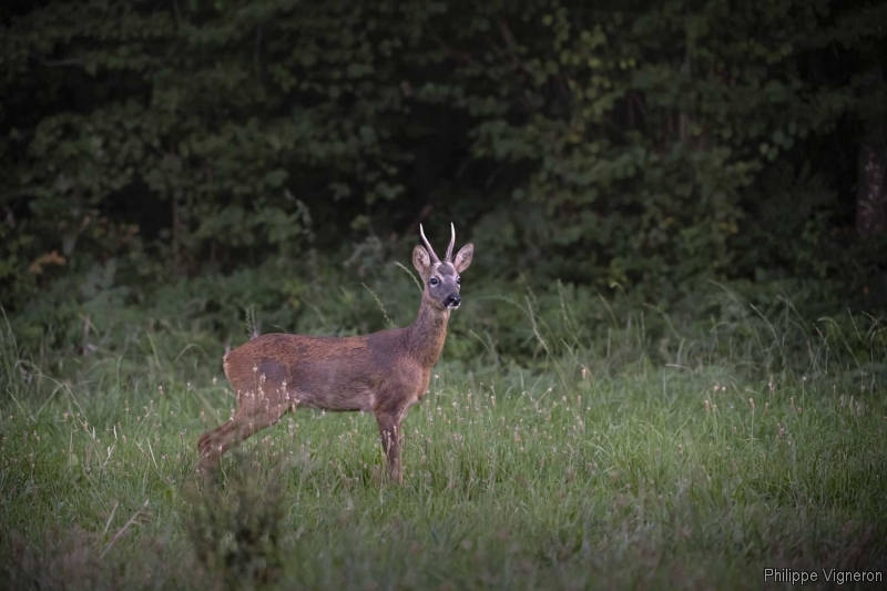 Photo Mammifères Chevreuil (Capreolus capreolus) Brocard