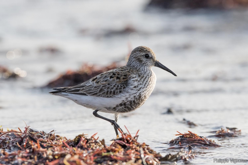 Photo Oiseaux Bécasseau variable (Calidris alpina)