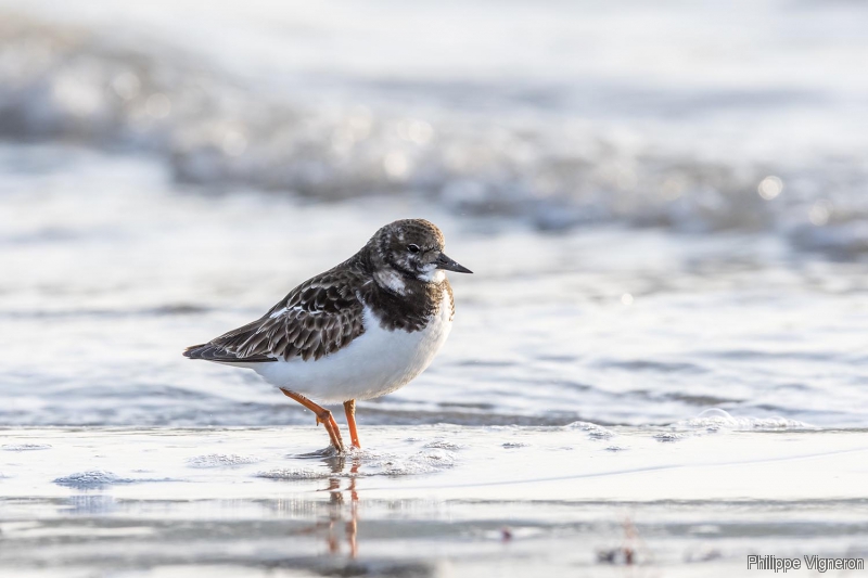 Photo Oiseaux Tournepierre à collier (Arenaia interpres)