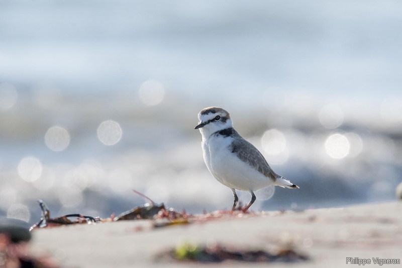 Photo Oiseaux Gravelot à collier interrompu (Charadrius alexandrinus)