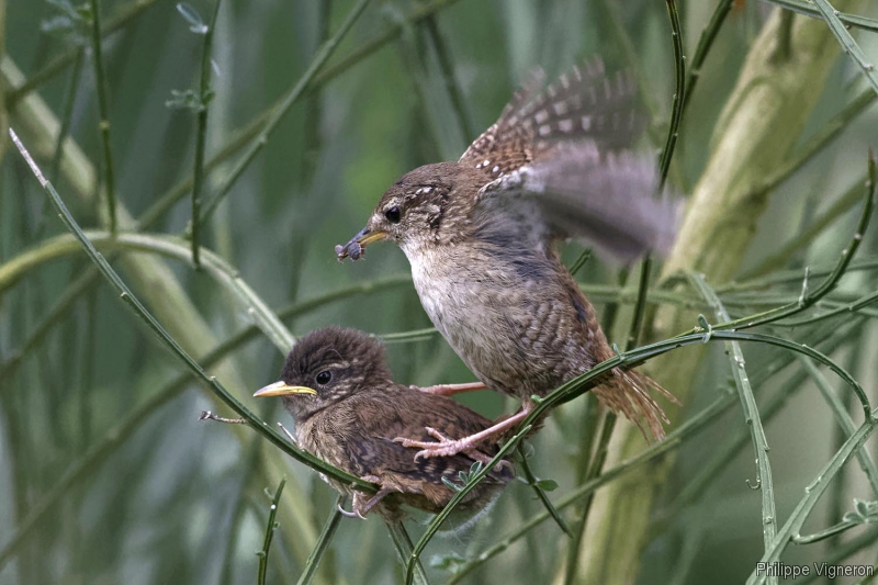 Photo Oiseaux Troglodyte mignon (Troglodytes troglodytes)