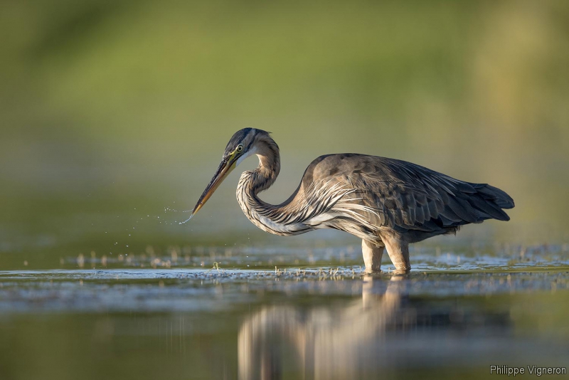 Photo Oiseaux Héron pourpré (Ardea purpurea)