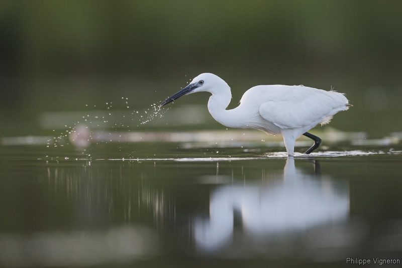 Photo Oiseaux Aigrette garzette (Egretta garzetta)