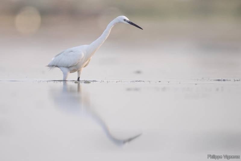 Photo Oiseaux Aigrette garzette (Egretta garzetta)