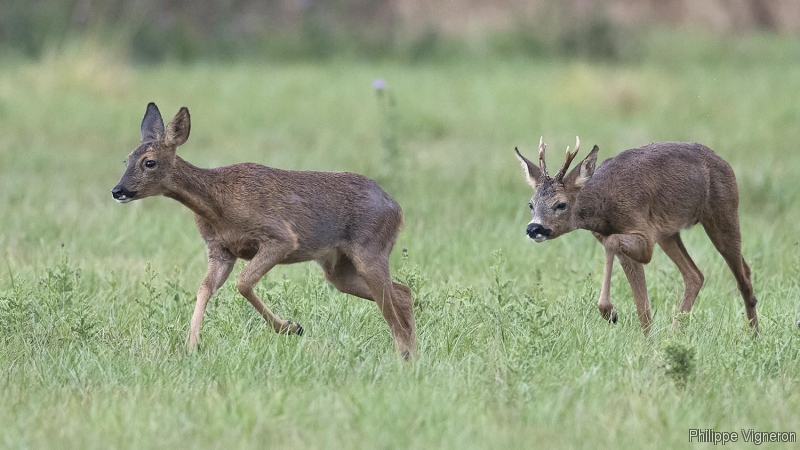 Photo Mammifères Chevreuil (Capreolus capreolus)