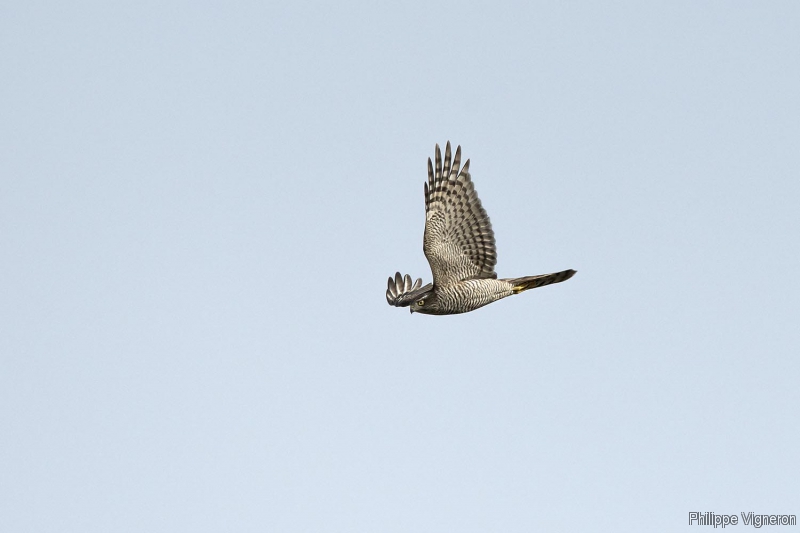 Photo Oiseaux Épervier d'Europe (Accipiter nisus)