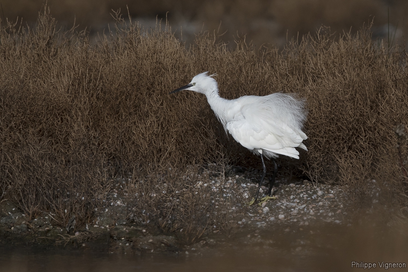 Photo Oiseaux Aigrette garzette (Egretta garzetta)