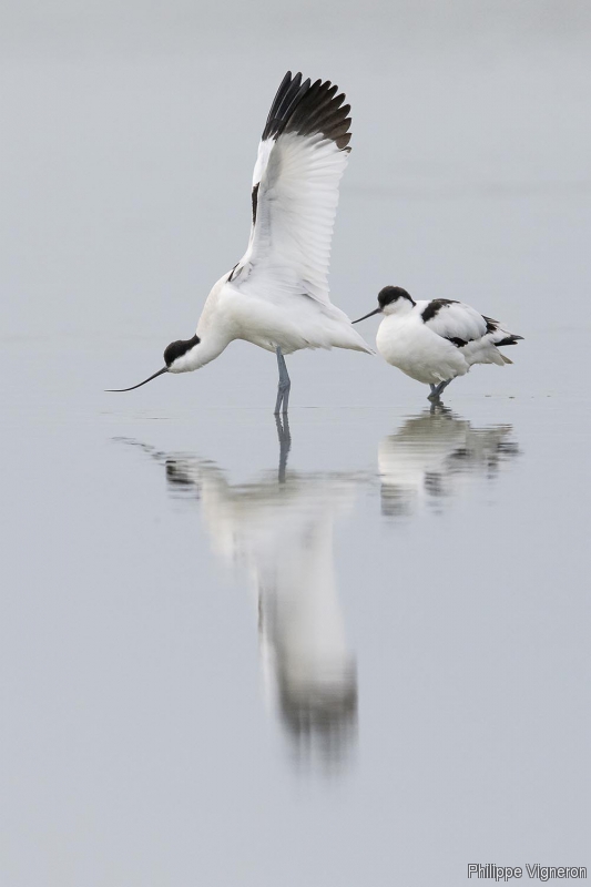 Photo Oiseaux avocette elegante (Recurvirostra avosetta)