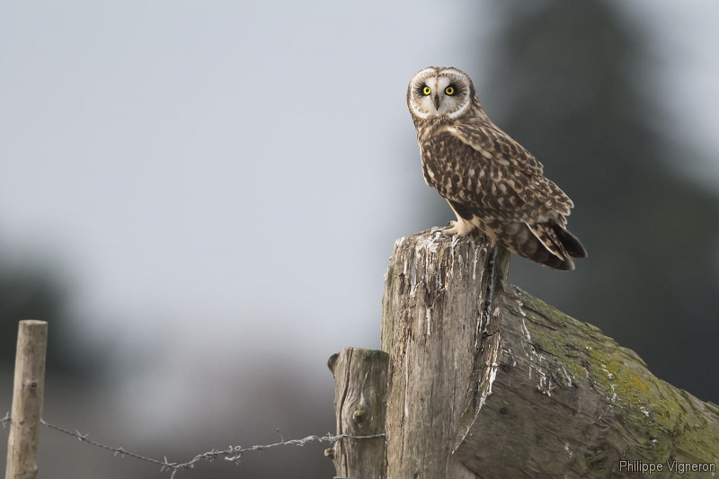Photo Oiseaux Hibou des marais (Asio fammeus)