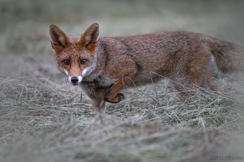 Photo Mammifères Renard roux (vulpes vulpes).