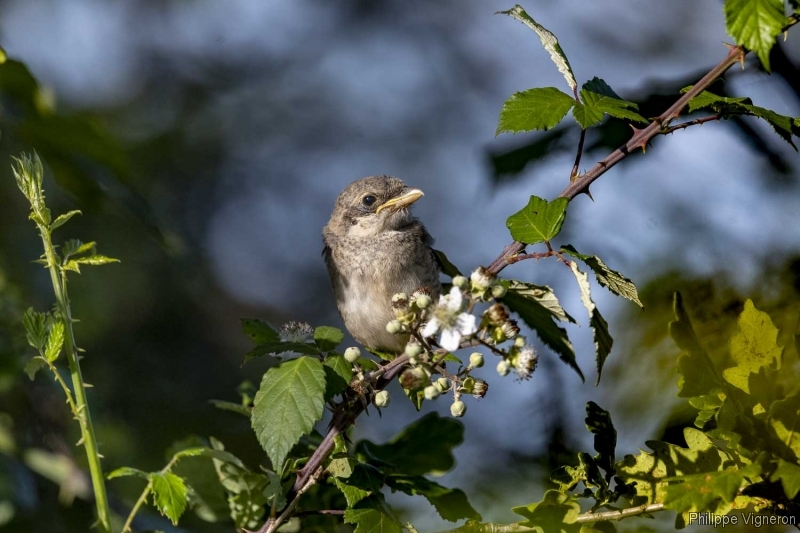 Photo Oiseaux Pie-grièche écorcheur (Lanius collusion) oisillon