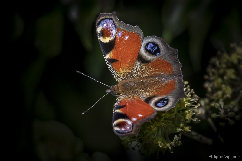 Photo Insectes Paon du jour (Aglais io)