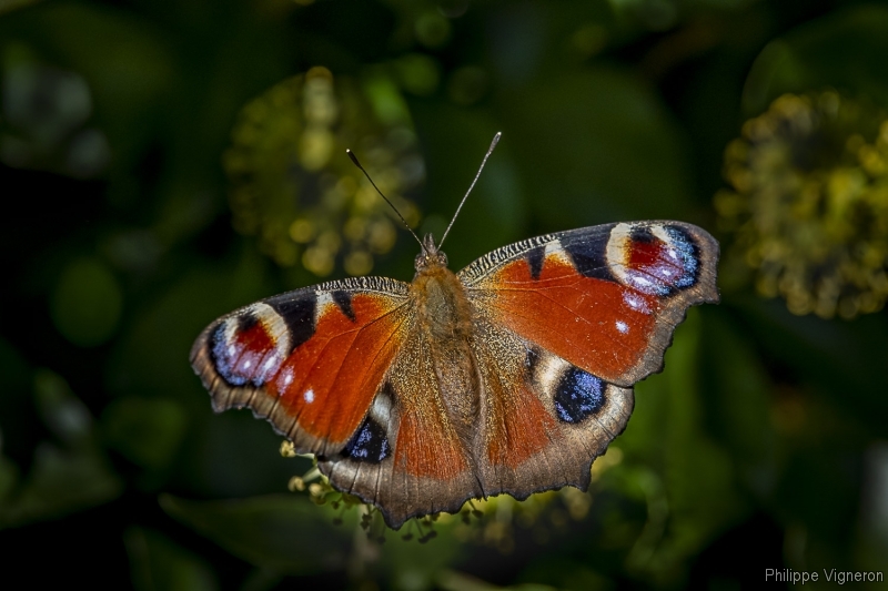Photo Insectes Paon du jour (Aglais io)