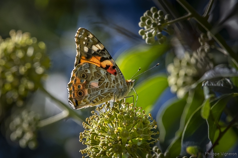 Photo Insectes