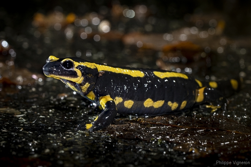 Photo Amphibiens Salamandre tachetée (Salamandra salamandra)