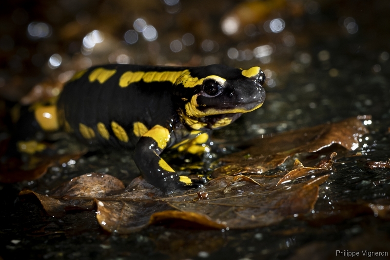 Photo Amphibiens Salamandre tachetée (Salamandra salamandra)