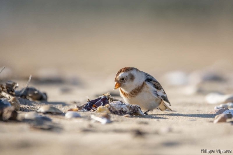Photo Oiseaux Bruant des neiges (Plectrophenax nivalis)