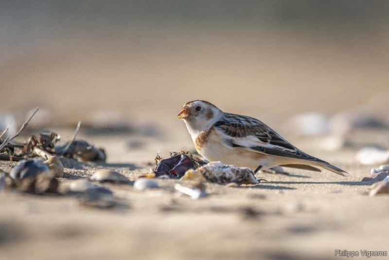 Photo Oiseaux Bruant des neiges (Plectrophenax nivalis)