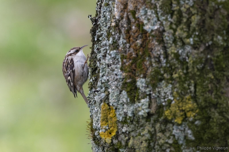 Photo Oiseaux Grimpereau des jardins (Certhia brachydactyla)