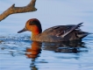 Photo nature