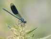 Photo nature