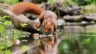 Photo nature