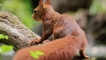 Photo nature